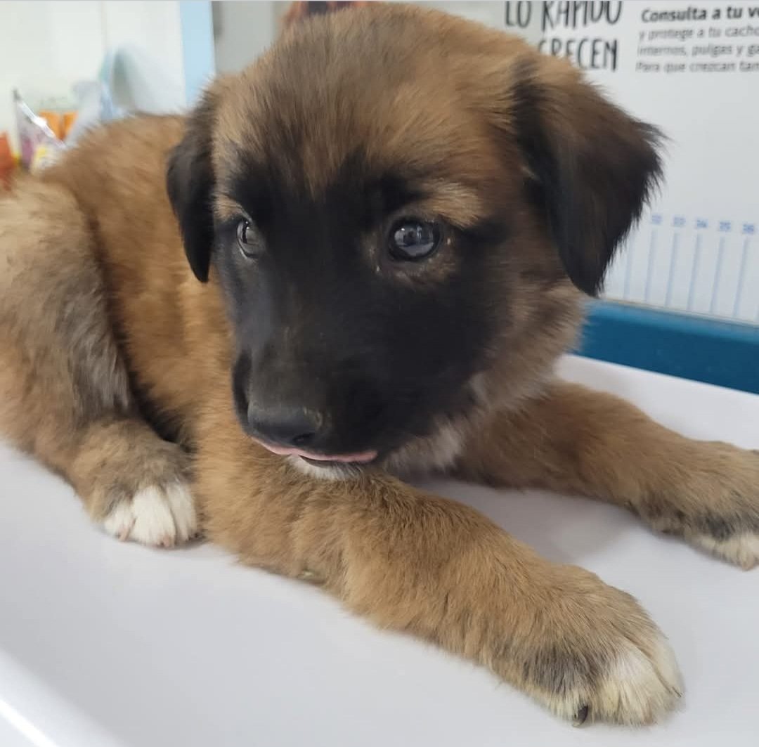 Este cachorro fue rescatado dw la carretera. Tiene mes y medio y se llama Fermín
Estaba deshidratado y tenía mucha hambre
Se ha desparasitado y ahora descansa
Necesitamos casa de acogida
Comparte para que encuentre pronto un hogar.
Adopta, no compres.
No abandones.
RESPETALOS.