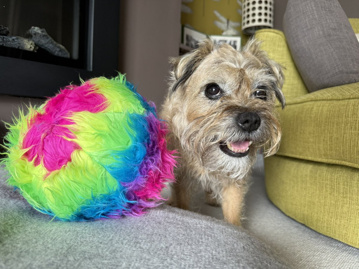 DuncanPickles's tweet image. Had a play with one of my new Birthday ballies and now off to the favourites. My old lady isn’t coming today, she’s very sad and knows how Much Scrapppps loved going so she will go next time as she doesn’t want to upset them *nods* and just cry #DuncanPickles #dogsofX #btposse 💔