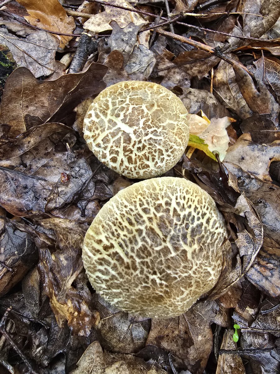 LawnMasterNotts's tweet image. Day 1122 of #IansDailyPhotoChallenge and a very rare sighting of some tiger roll toadstools @NTClumberPark today
#365DaysWild @Nottswildlife @WildlifeTrusts