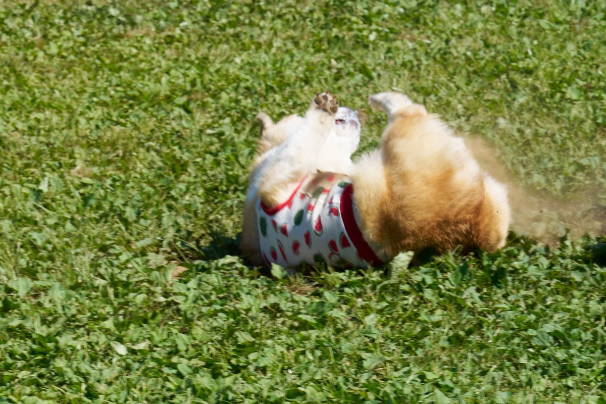 elmoelmodog's tweet image. 容疑犬Wにより、3回転ローリングしたエルモたんΣ(&apos;◉⌓◉’)

#コーギー
#コーギーのいる暮らし
