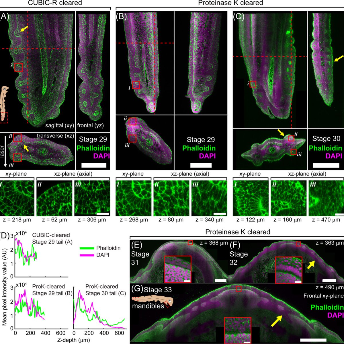 NeilShubin's tweet image. New from the lab! Announcing MORPHOVIEW a powerful tool to quantify in high throughput the 3D structures of cells and tissues during organ morphogenesis. Great work by Sam Norris. 🧪
anatomypubs.onlinelibrary.wiley.com/doi/10.1002/dv…