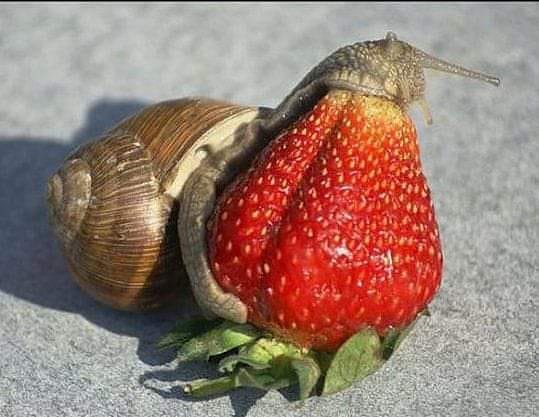 Darekbrzoza's tweet image. Ten to ma apetyt. ciekawe, gdy mu się uda połknąć to jak się do swojego domu zmieści.
za INCREDIBLE WORLD