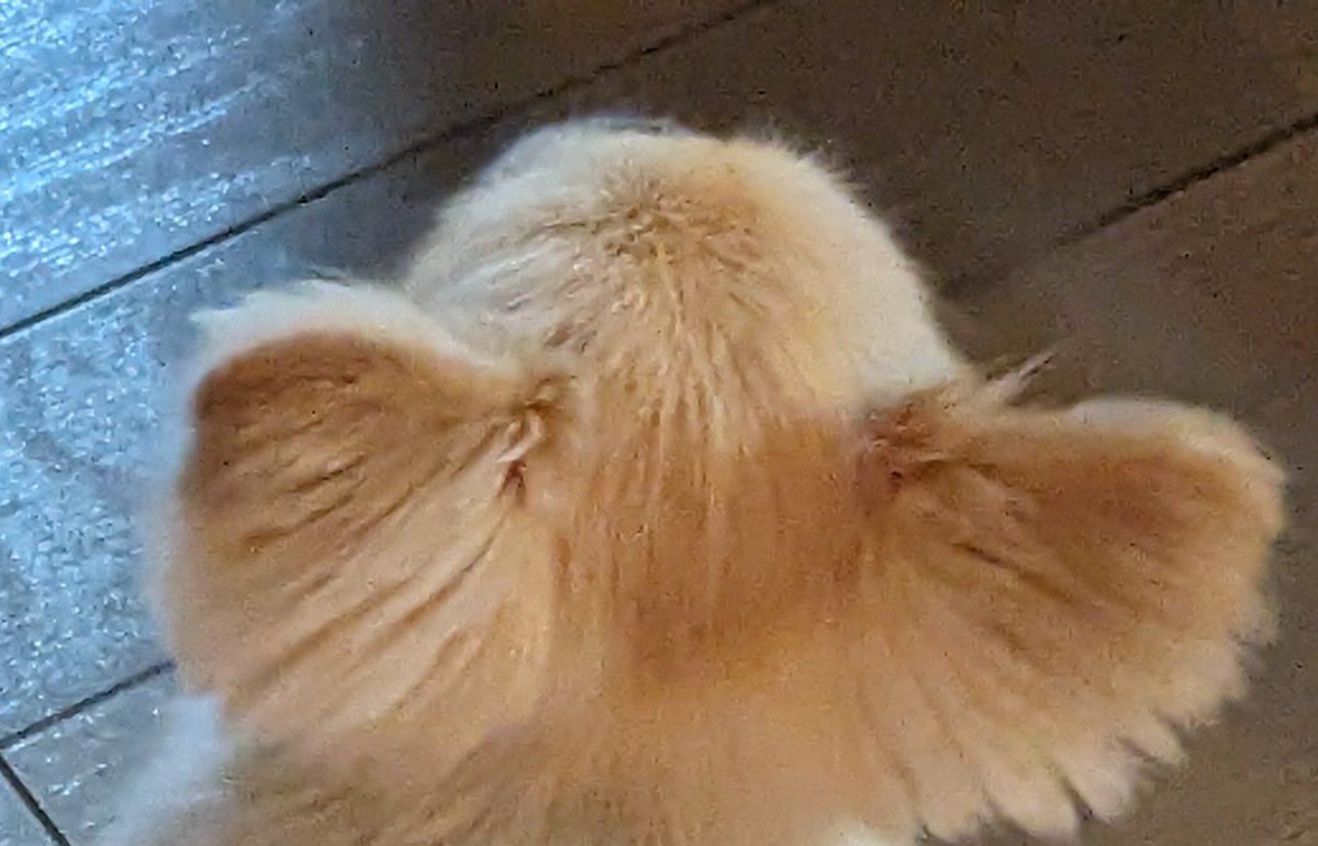 kyubanme's tweet image. 毎度のように実家のご飯作ってきましたが、下に落ちてるものなんでも口にいれる悪い子が下に控えているため、
韓国海苔を落とした時に「競技カルタ」のごとくダッシュで回収するドタバタ劇が発生しました。
危なかったぜ。
虎視眈々と狙う後ろ頭↓