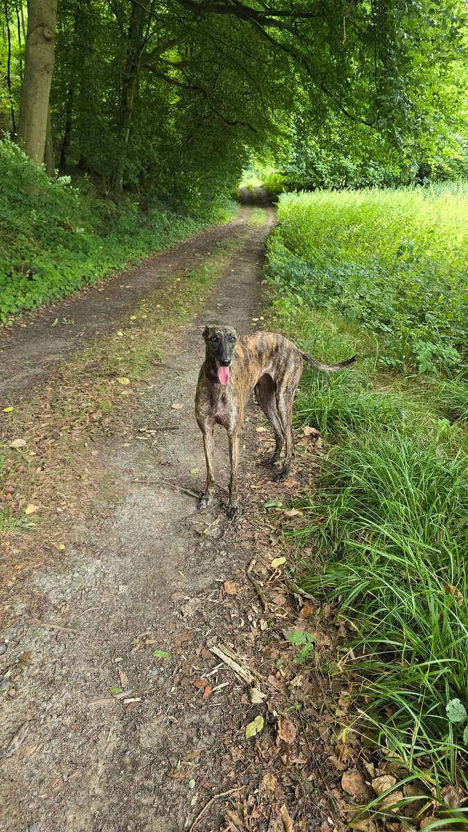 FrqnkSt's tweet image. Erster Rundgang mit den Galgos in meinem Jagdrevier 🙌🥰