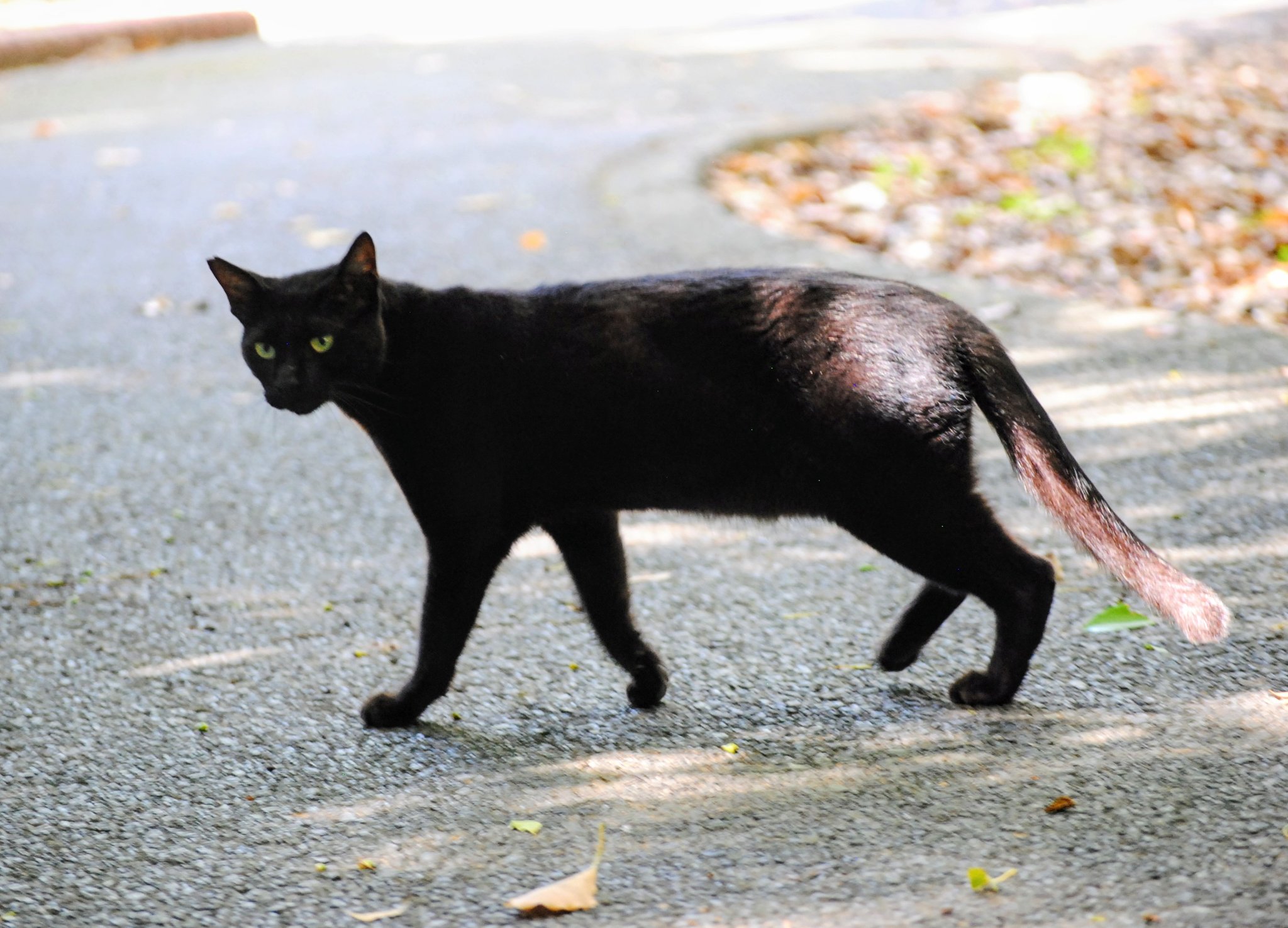 黒猫同盟🐾🐈‍⬛🐾 on X: 