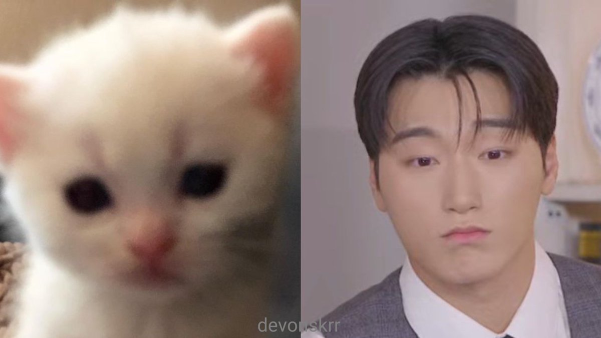 devonskrr's tweet image. 토라진 고양이 ...