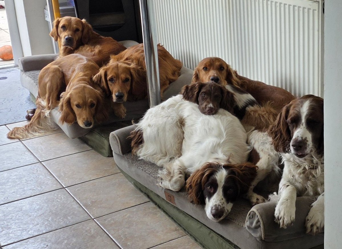 SpringerSaint's tweet image. There were three in the bed and the little one said - budge up and let me in!