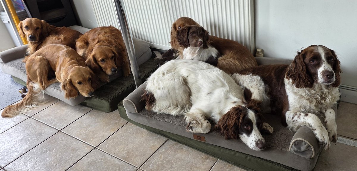 SpringerSaint's tweet image. There were three in the bed and the little one said - budge up and let me in!