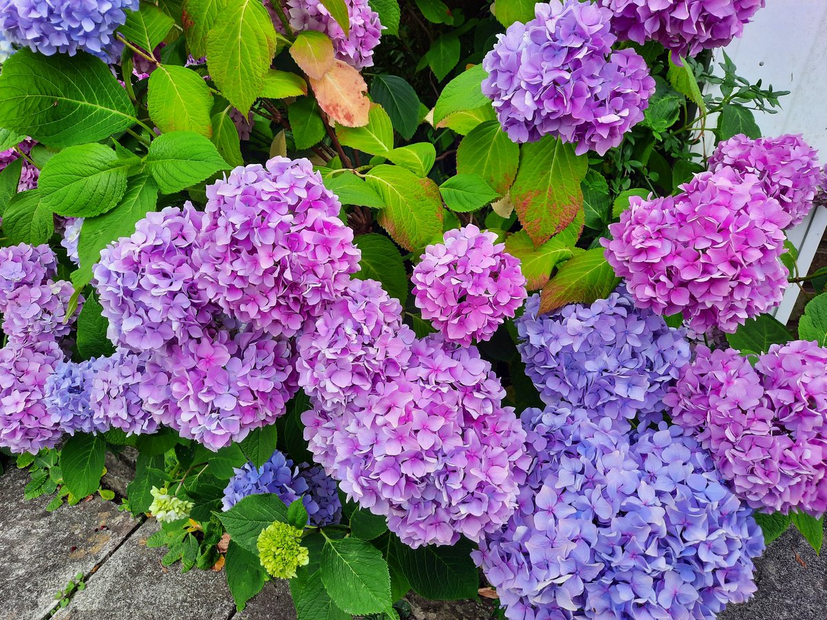 Saturday Afternoon Greetings from the Garden👩‍🌾 Hope your Weekend is good &amp; going according to plan
                          💜🍀   💜   🍀💜