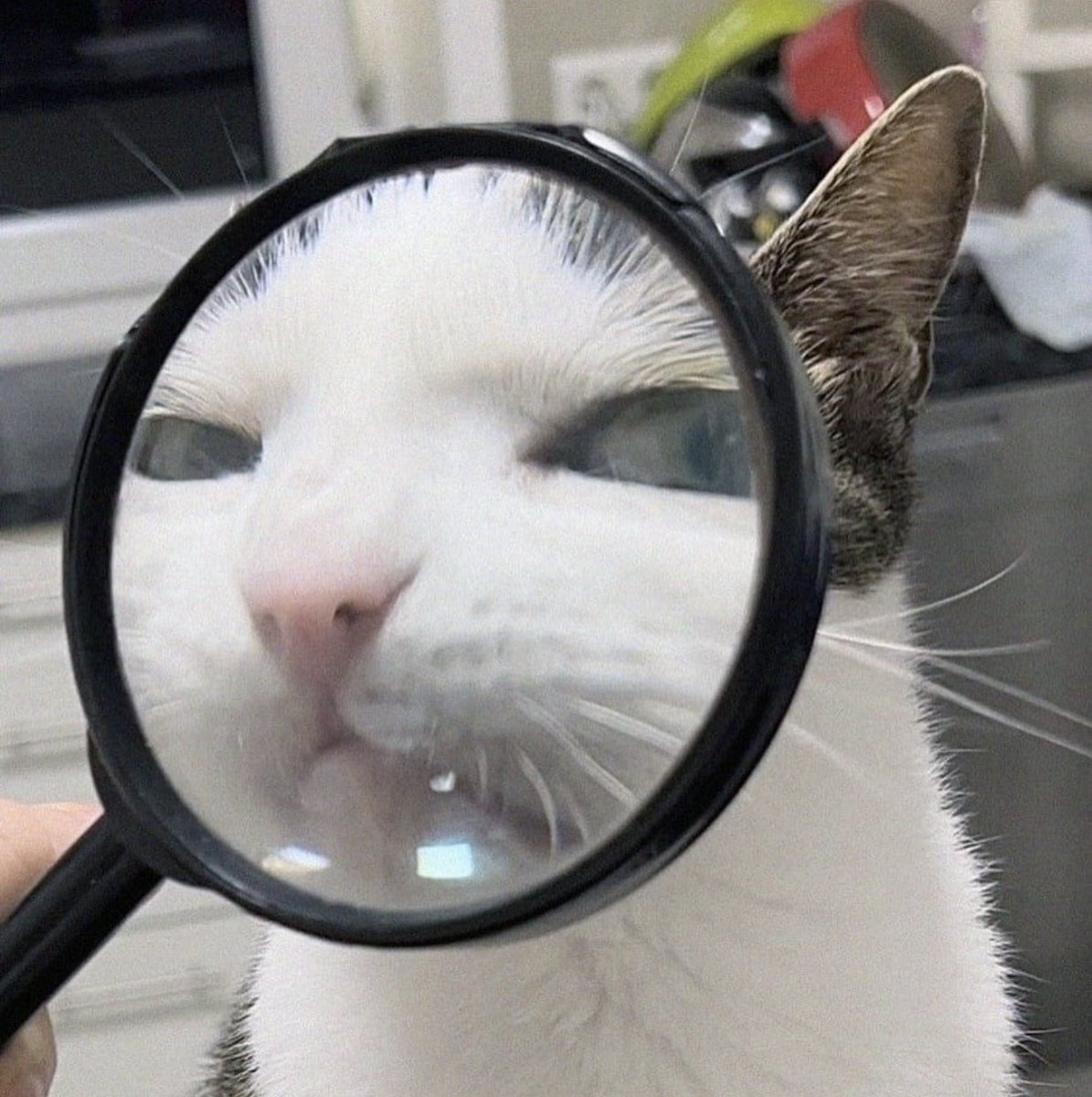 Não existe nenhuma areia biodegradável (de milho e mandioca) pra gato por menos de 10 reais o kg, né?