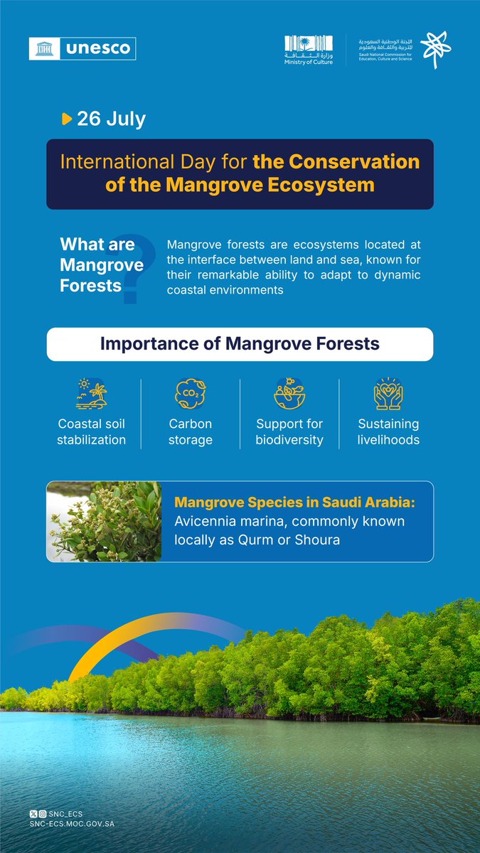 On #MangroveDay we celebrate these green shields that protect our shores from erosion, absorb carbon, and help mitigate the impacts of climate change
#Saudi_National_Committee_for_Education_Culture_and_Science
#Connecting_with_the_world