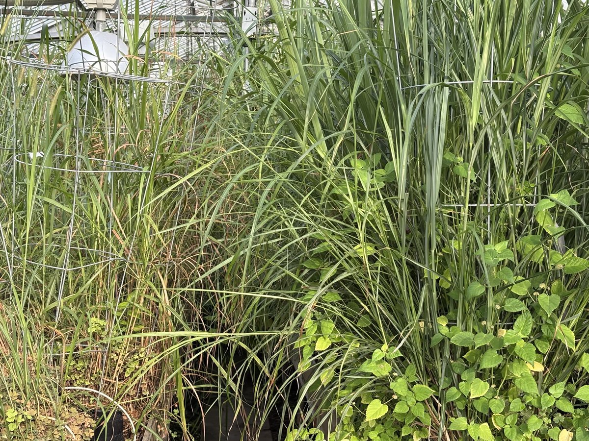 Greenhouse on campus.  34 days until ⁦<a href="/IlliniFootball/">Illinois Football</a>⁩ ⁦<a href="/wdws1400/">NewsTalk 1400 & 93.9-FM WDWS</a>⁩ ⁦<a href="/whms975/">Lite Rock 97.5 WHMS</a>⁩ ⁦<a href="/IlliniHQ/">IlliniHQ</a>⁩