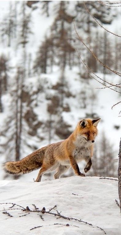 everyday_fox's tweet image. 