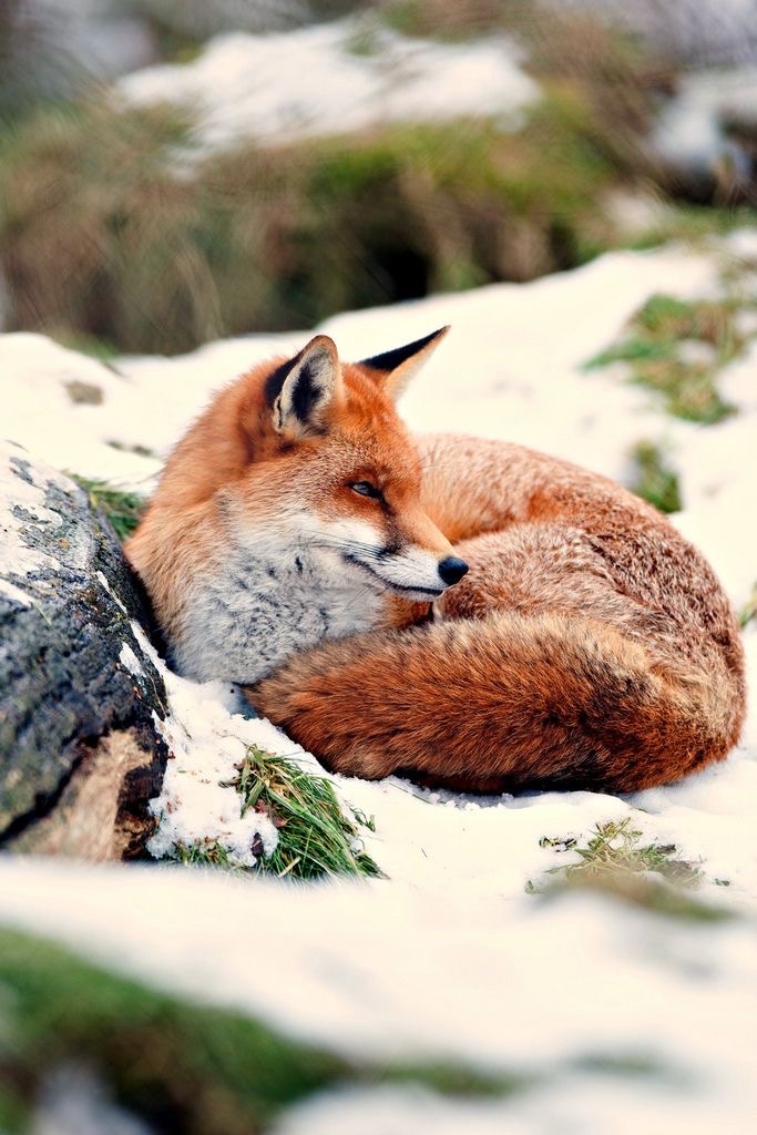 everyday_fox's tweet image. 