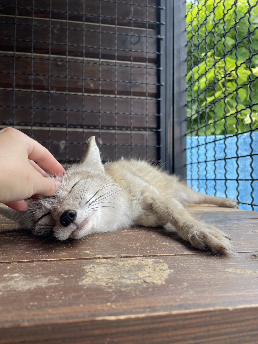 dayleri_mello's tweet image. Вчухалась 🥰