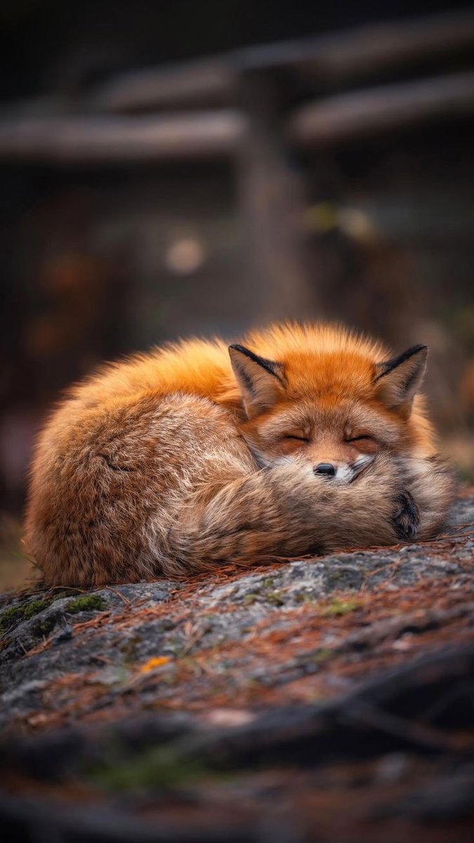 everyday_fox's tweet image. 