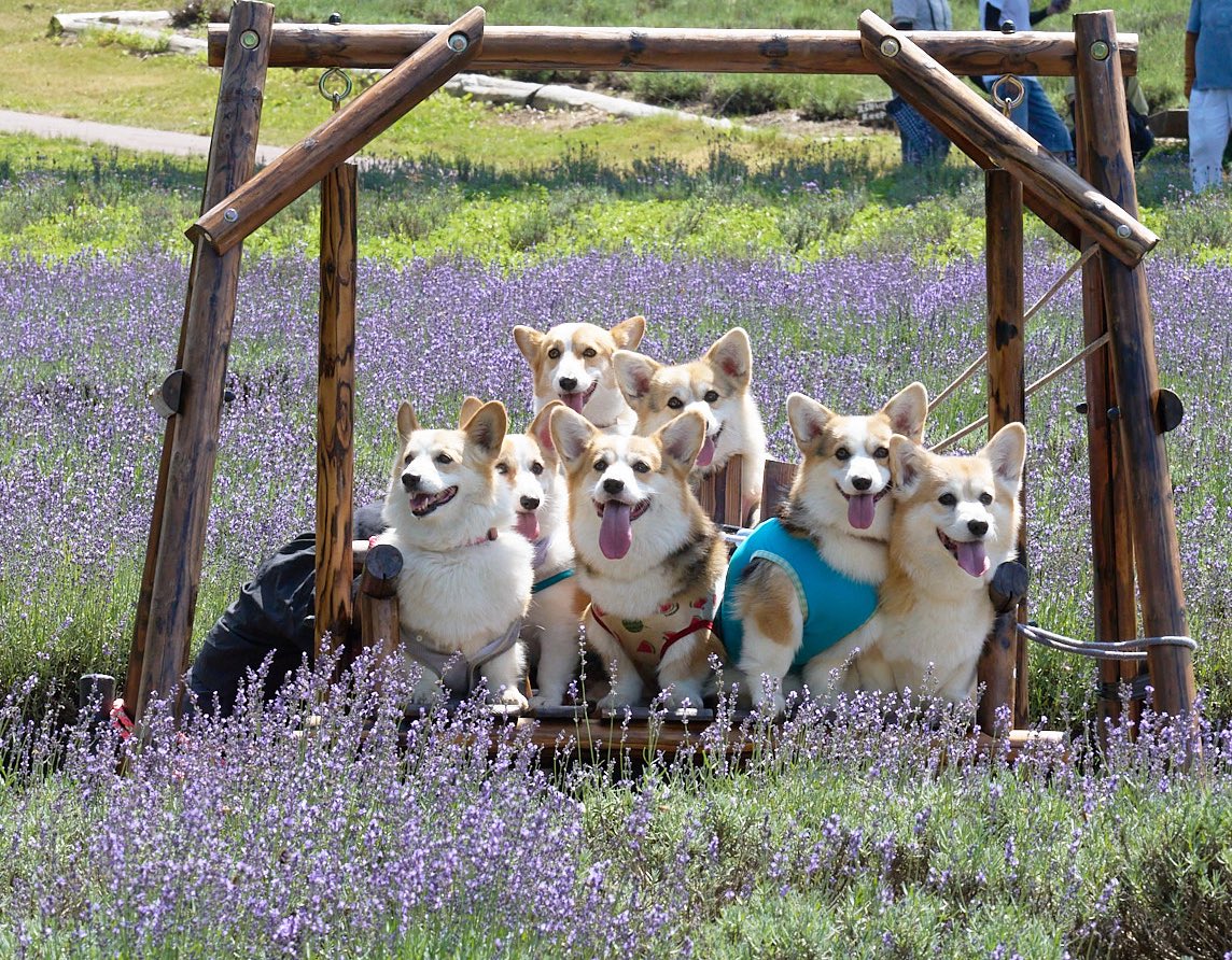 elmoelmodog's tweet image. ラベンダー🪻の妖精さんかな

#コーギー
#コーギーのいる暮らし