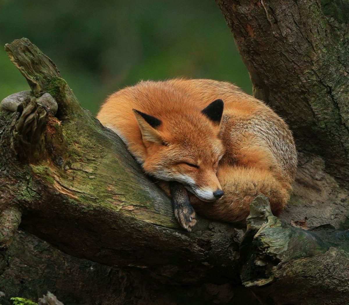 everyday_fox's tweet image. 