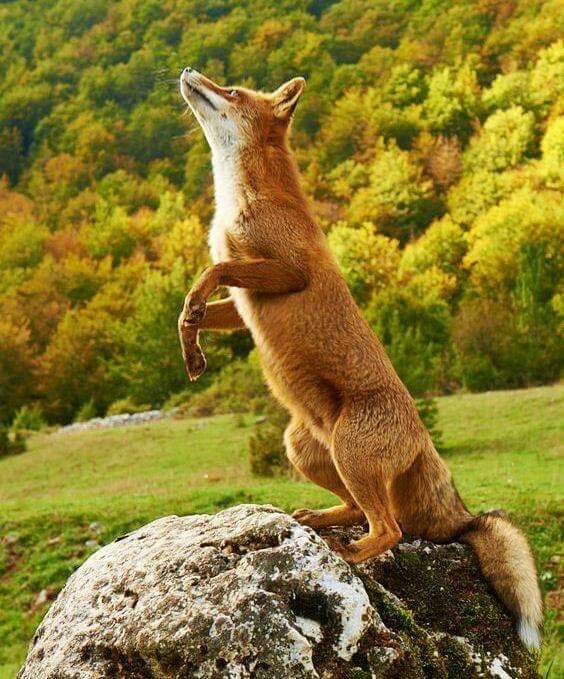 everyday_fox's tweet image. 