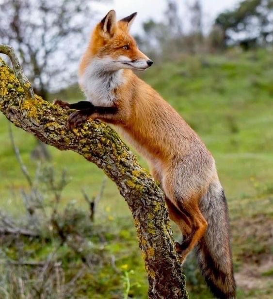 everyday_fox's tweet image. 