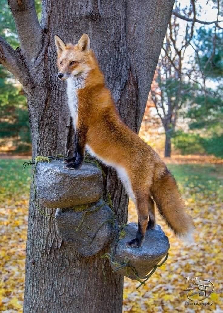 everyday_fox's tweet image. 
