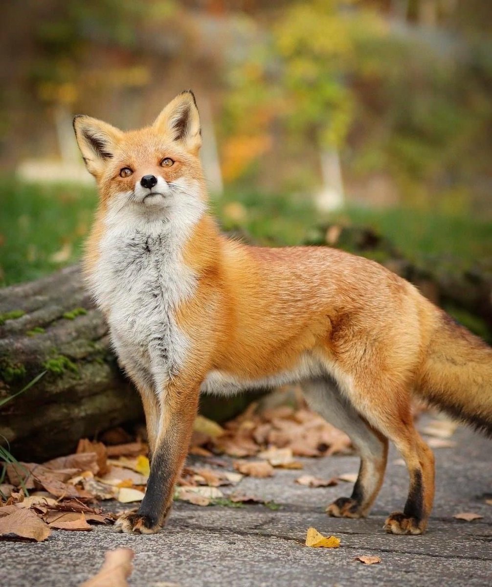 everyday_fox's tweet image. 