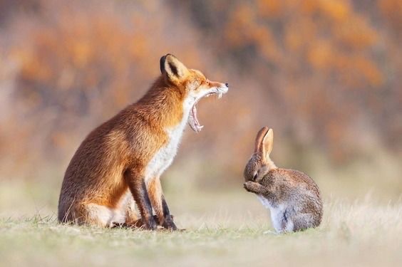 everyday_fox's tweet image. 