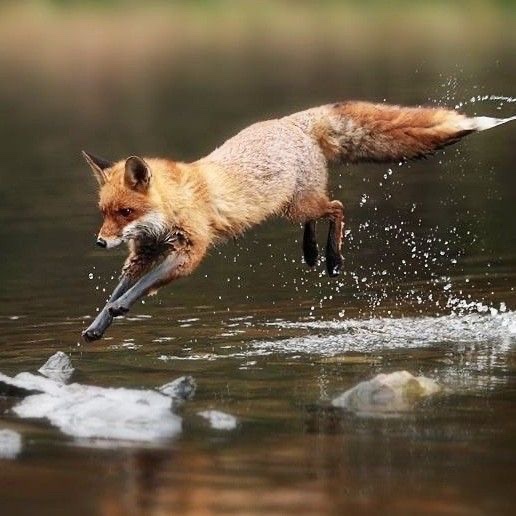 everyday_fox's tweet image. 