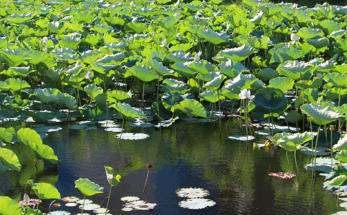 ca (@cltarv) on Twitter photo 