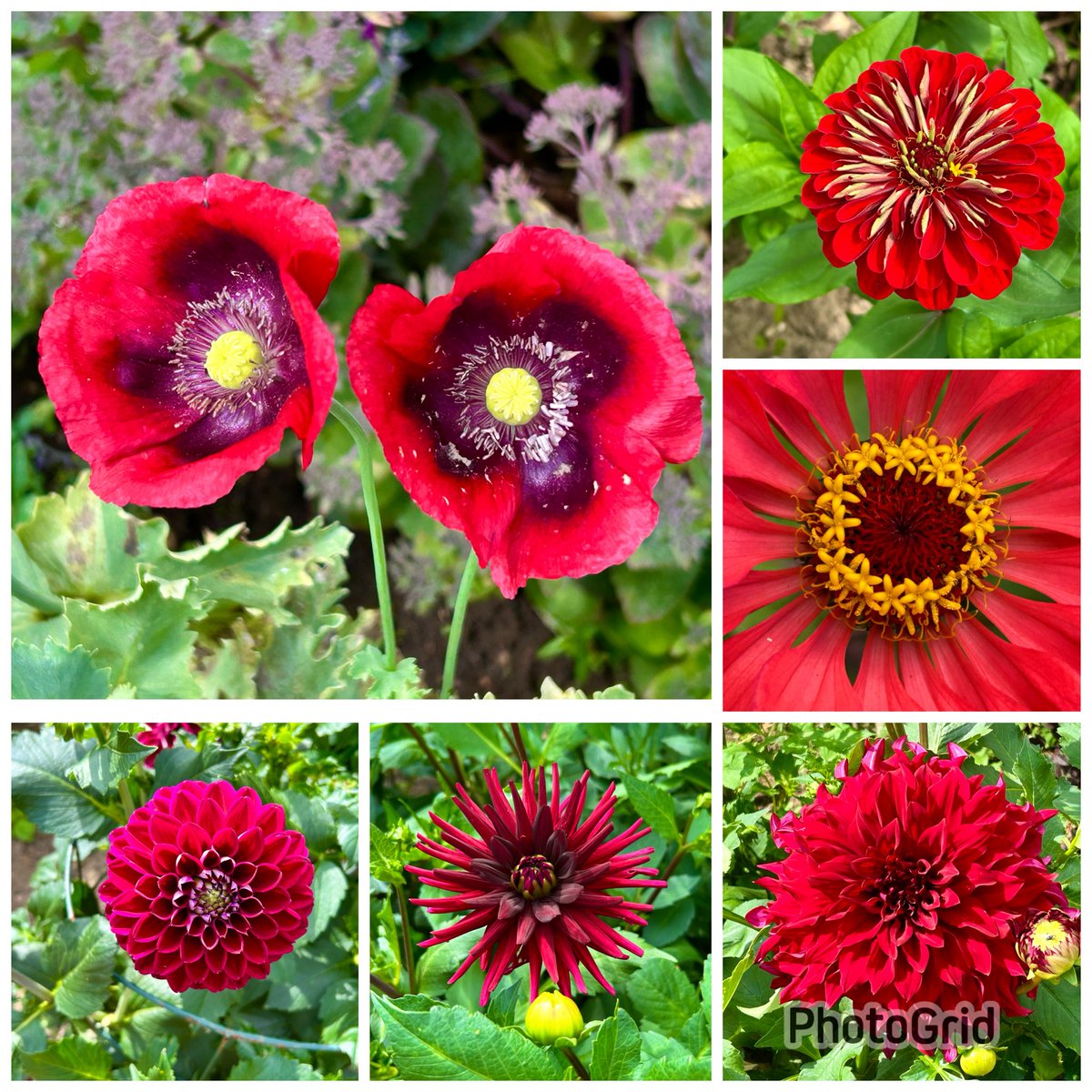 vanessa_c_clark's tweet image. #SixOnSaturday from this week with a red theme from the New Forest Lavender Garden.