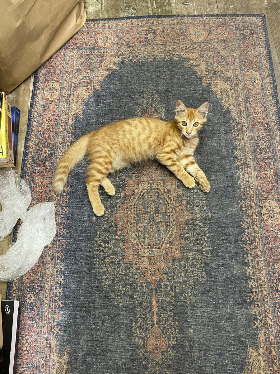 where1Dobrokenh's tweet image. Turkish rug and Turkish cat, photo is taken by @mnnke_2 🐈🧿