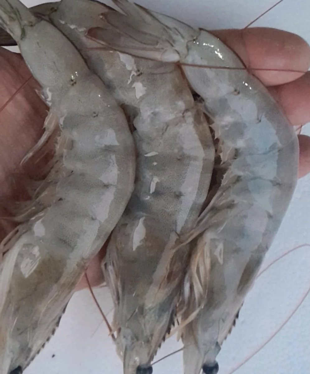 Bruno bolsominion. tweet media