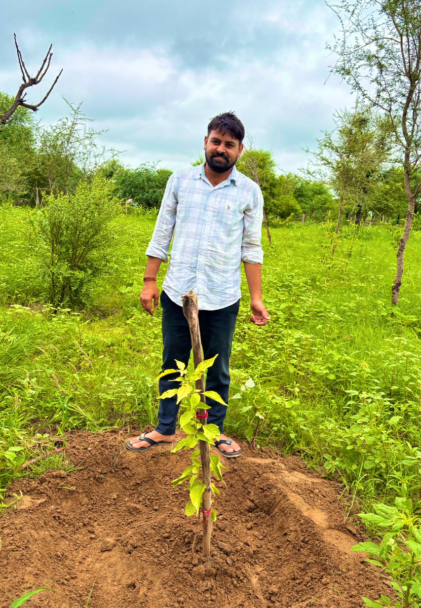 #hariyalo_rajasthan 

#हरियालो_राजस्थान
#plantation