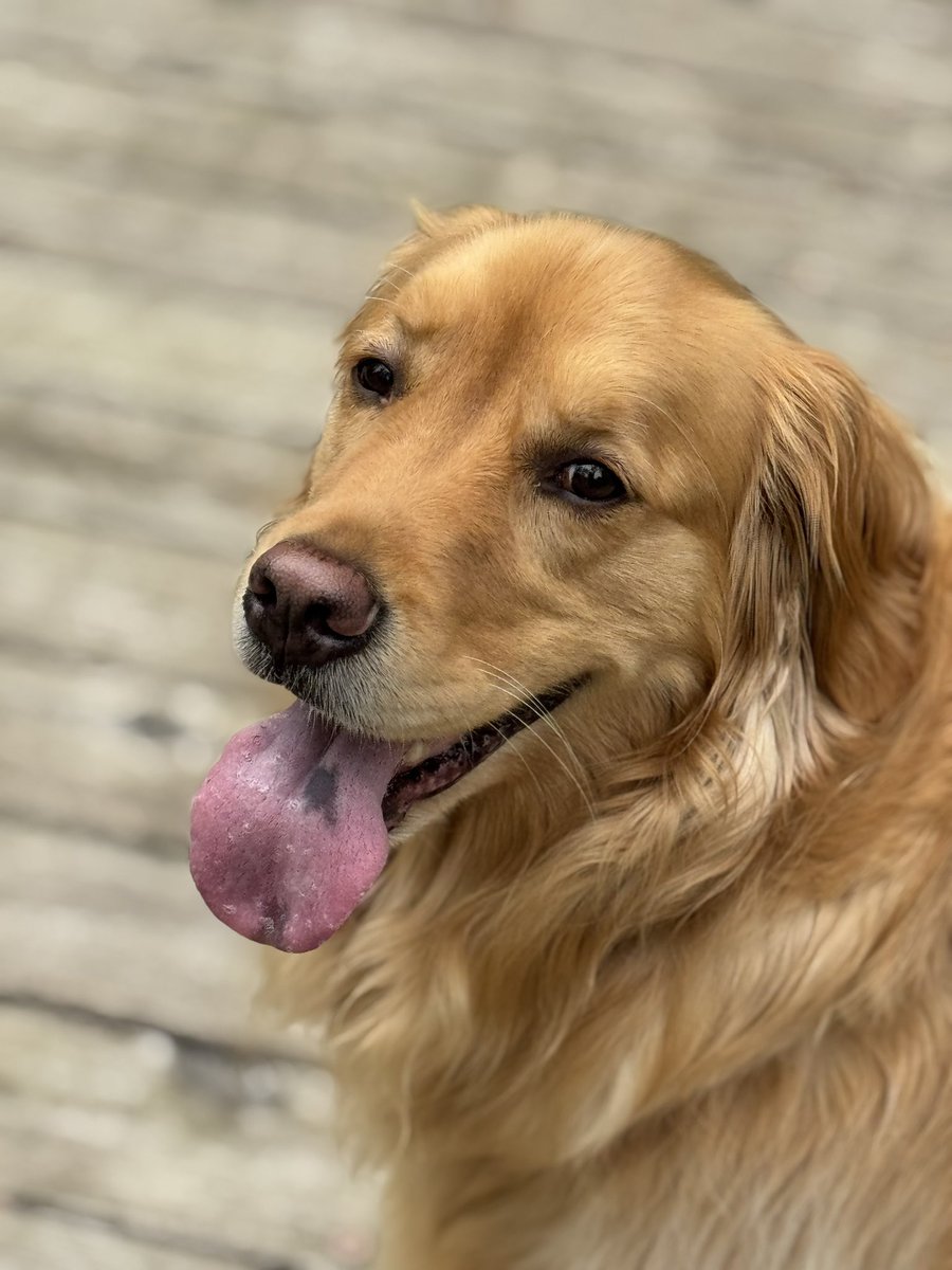 mbubb1213's tweet photo. @Bruadarach_labs My favorite pick of our golden. This was on a hike https://t.co/qo07mS6veJ