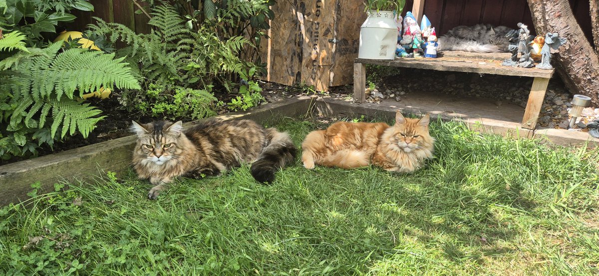 The cabbage whites are getting a brief respite from slaughter. They've been like Nile crocs during the great migration.