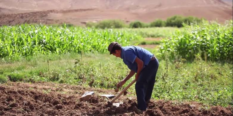 Morocco Backs Palestinian Farmers with Vital Aid

Morocco’s Bayt Mal Al-Quds Agency has launched a new project to support 250 Palestinian farmers in Jerusalem and surrounding areas. The initiative includes distributing seedlings, water tanks, and veterinary kits. 

#agriculture