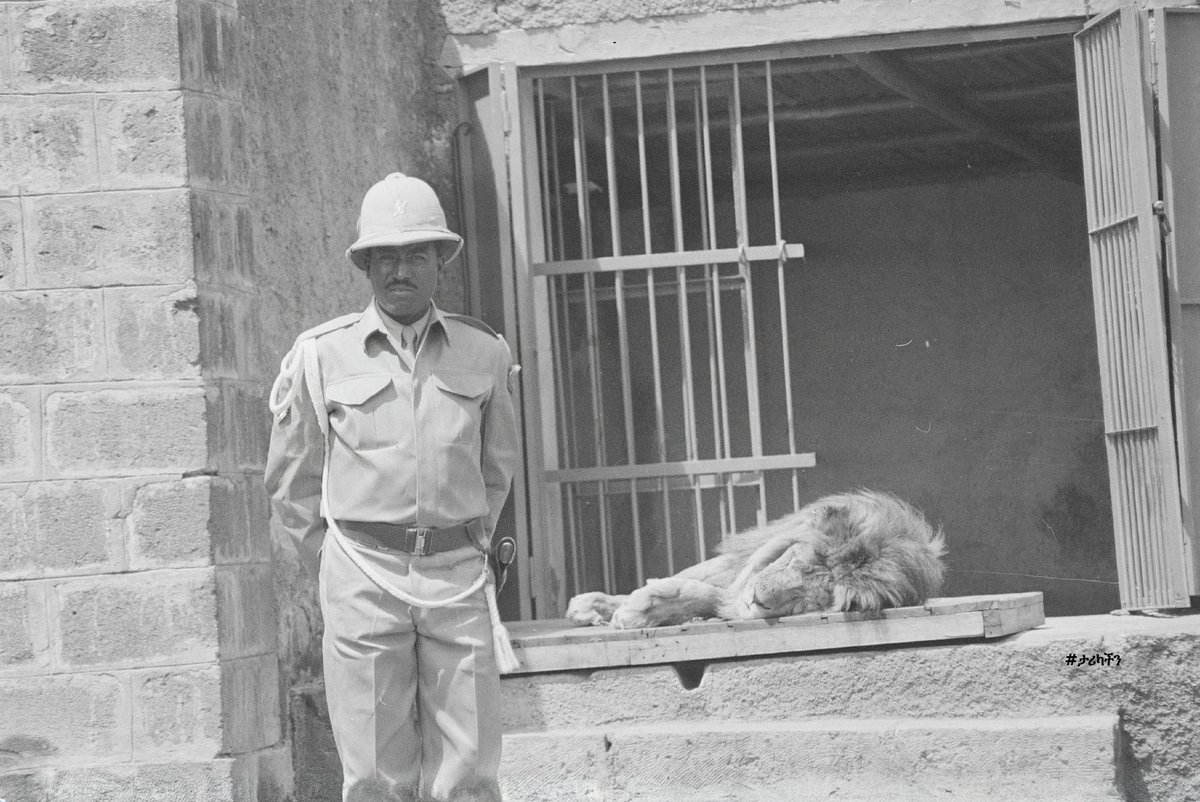 biniamhirut's tweet image. የቤተ መንግስቱ አንበሳ 1966 ዓም / The Palace Lion 1974
#Ethiopia #ታሪካችን #AddisAbaba