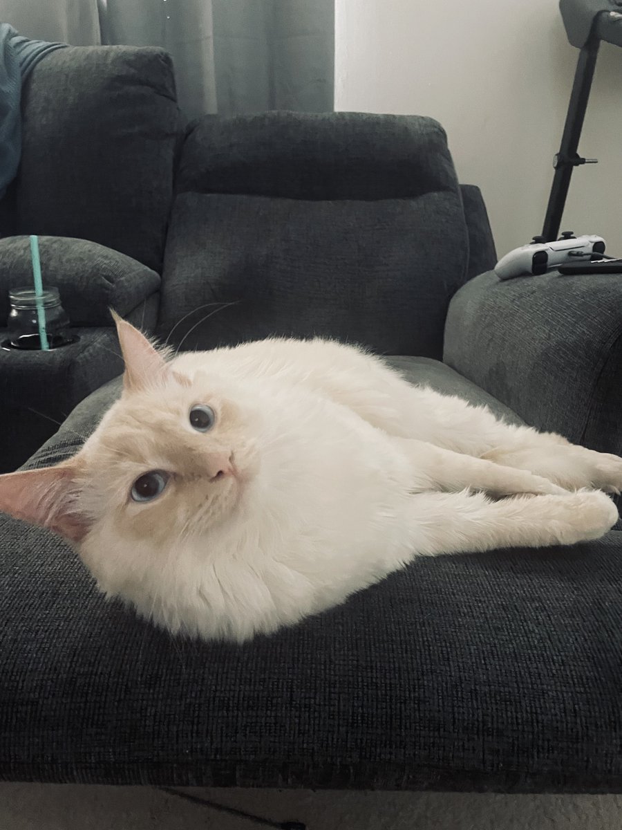 Max_Evans85's tweet image. MILO SAYS GOOD MORNING AND HAPPY SATURDAY HE LOVES YOU AND HOPES YOU HAVE A GREAT ONE TODAY