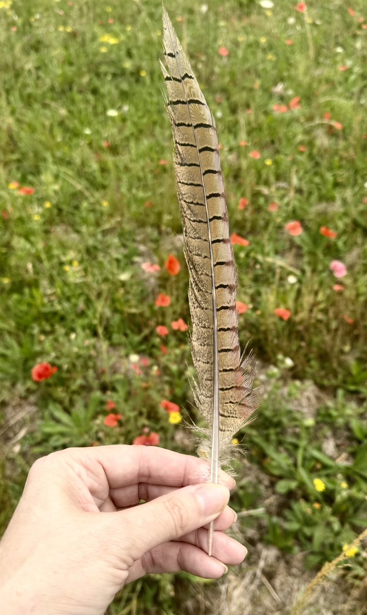 silverpebble's tweet image. Itβs a great time to find feathers while walking as many species are moulting rn. Just found this absolute beauty of a pheasant tail feather-extra very welcome dopamine on my mental βelf walk. Was tempted to stick it in my hair bc hedge disco chicken chic is π
, but left it forβ¦