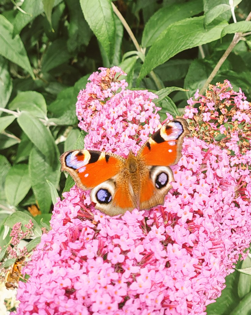 Walrathis's tweet image. 💜