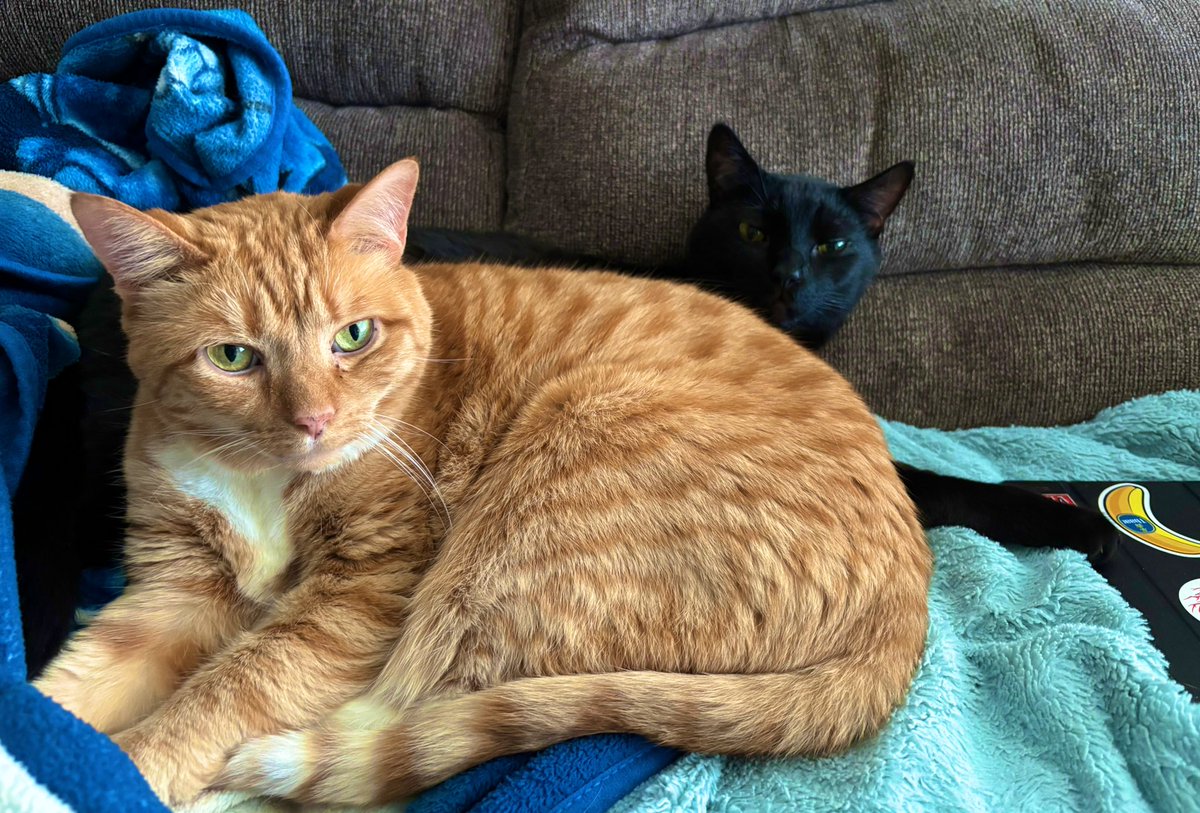 britrose3's tweet image. Happy #Caturday from the kitty boys 🐈🐈‍⬛