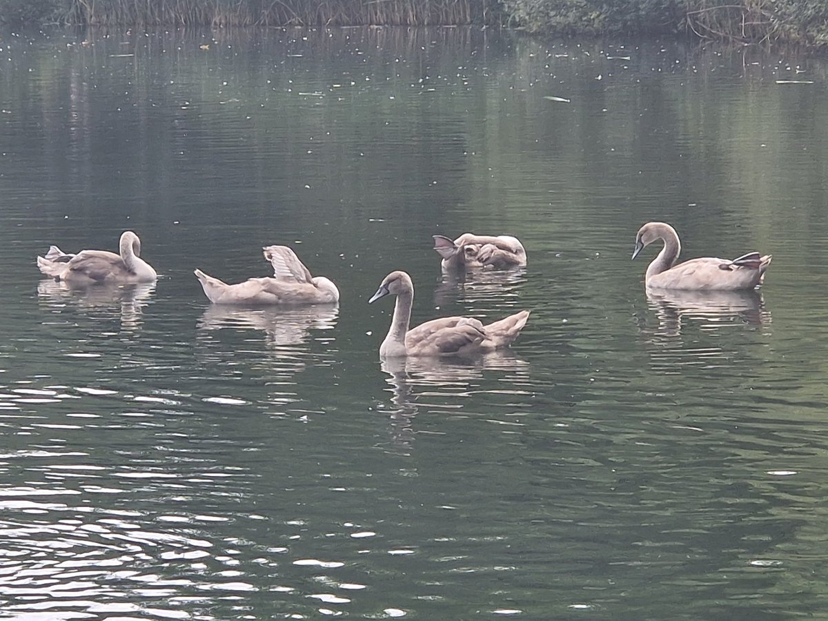 Cygnets.