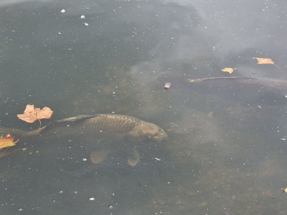 Fish, Barnes pond.