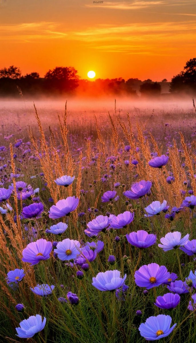 Buenos días X 🕊️