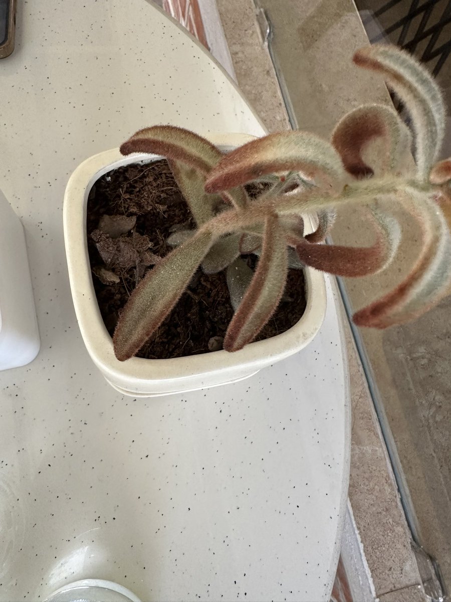 cycle__man's tweet image. नाइस plant , arabica cate, golfutar, ऐट टेबल