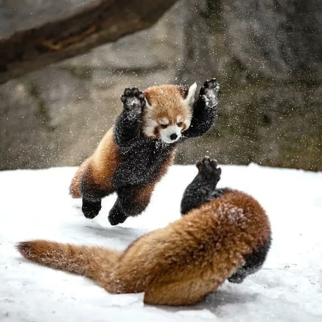 Red pandas are so cute 🥰