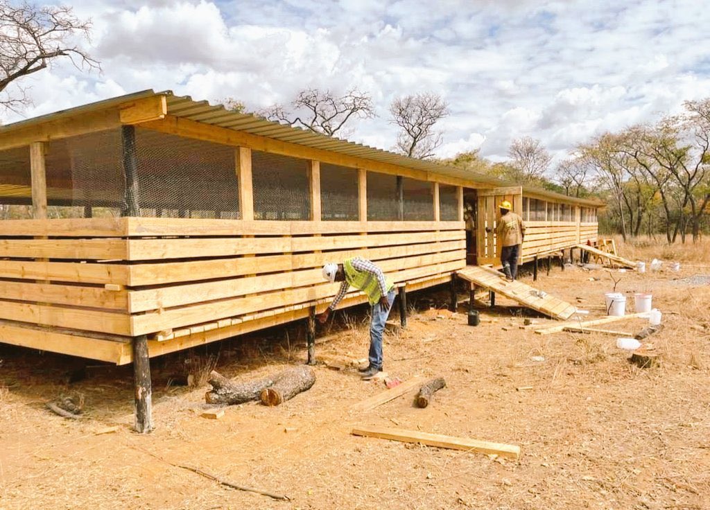 KazunguMireille's tweet image. Modern goat farming structure.
This can be your next biggest project.
#GoatFarming