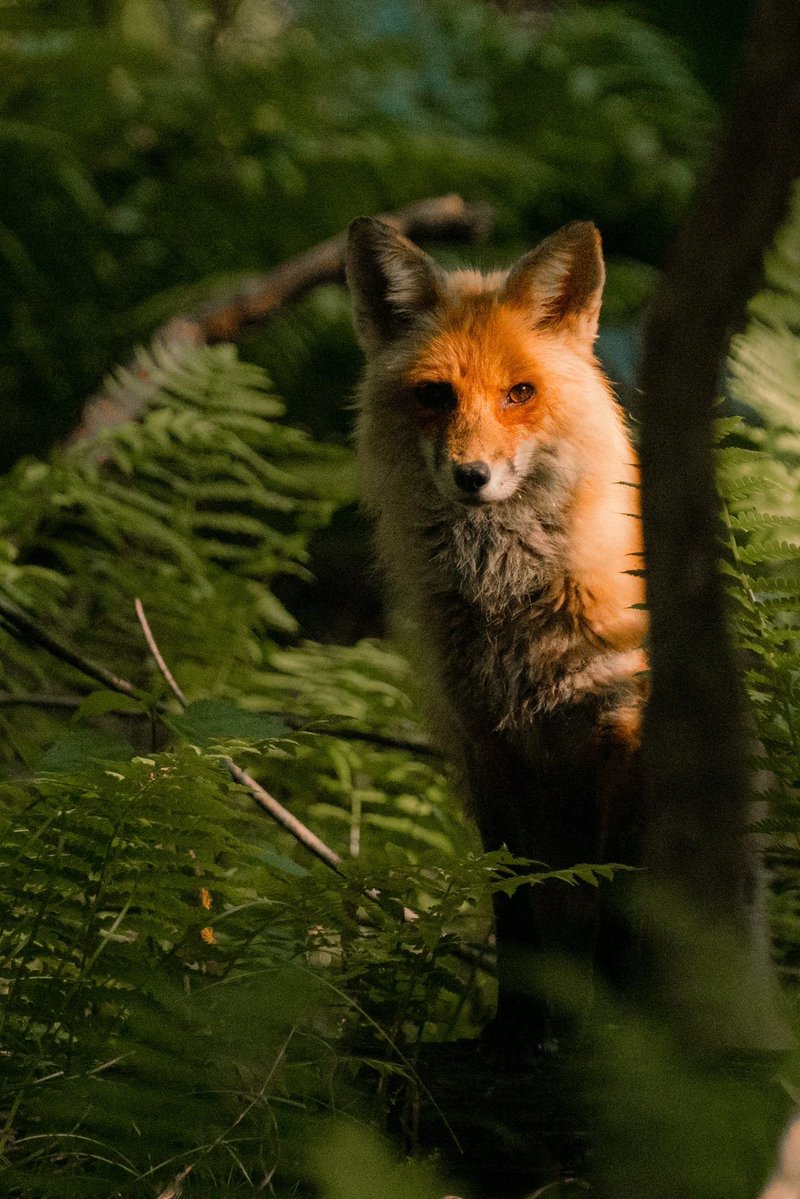 Fox hub (@anima1slove) on Twitter photo 