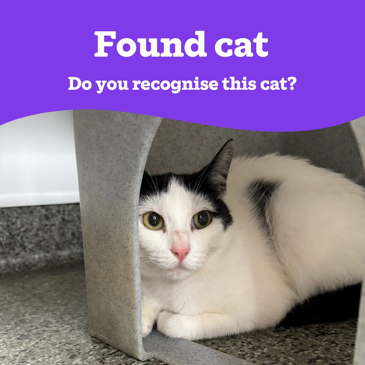 CatsWarrington's tweet image. 📣Stray Cat 📣
We're appealing for information regarding this female cat that was found in the Old Swan area of Liverpool🐱
Unfortunately, no microchip was found.
If you believe this is your cat, please do get in contact 📧
03000 12 06 12 or enquiries@warrington.cats.org.uk