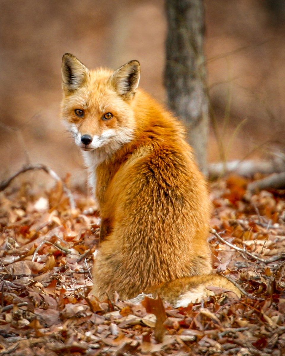 Fox hub (@anima1slove) on Twitter photo 